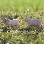 Charolais Cows