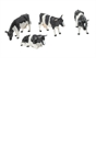 Friesian Cattle