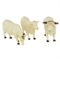 Charolais Cows