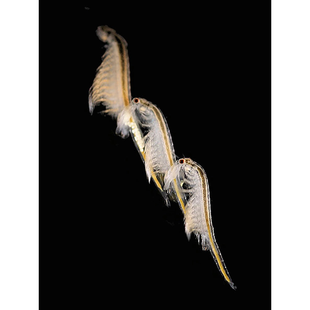 Aqua Dragons Underwater World Grow Tank