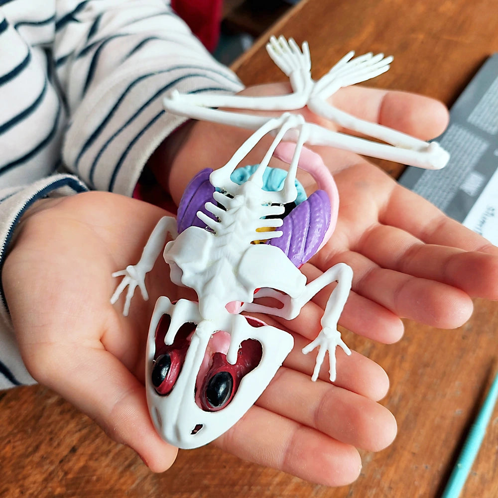 Dissect-It Anatomy Kit Super Lab Frog