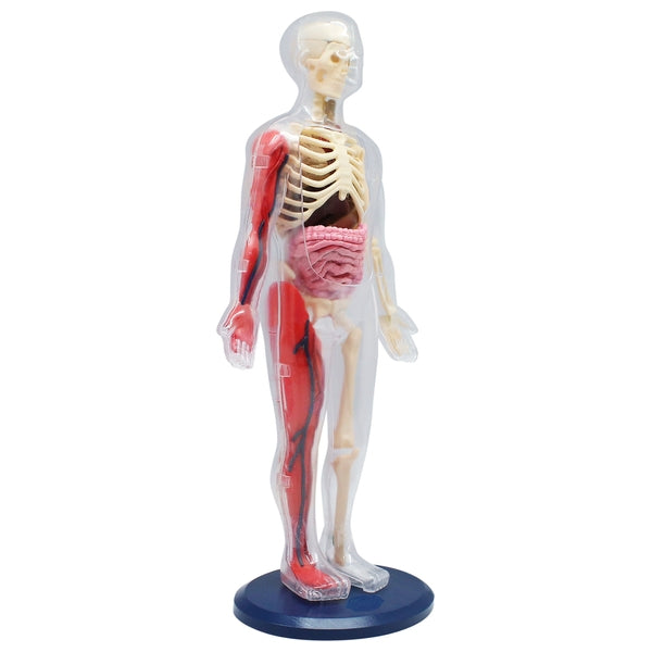 Wild Science Hands-On Human Body