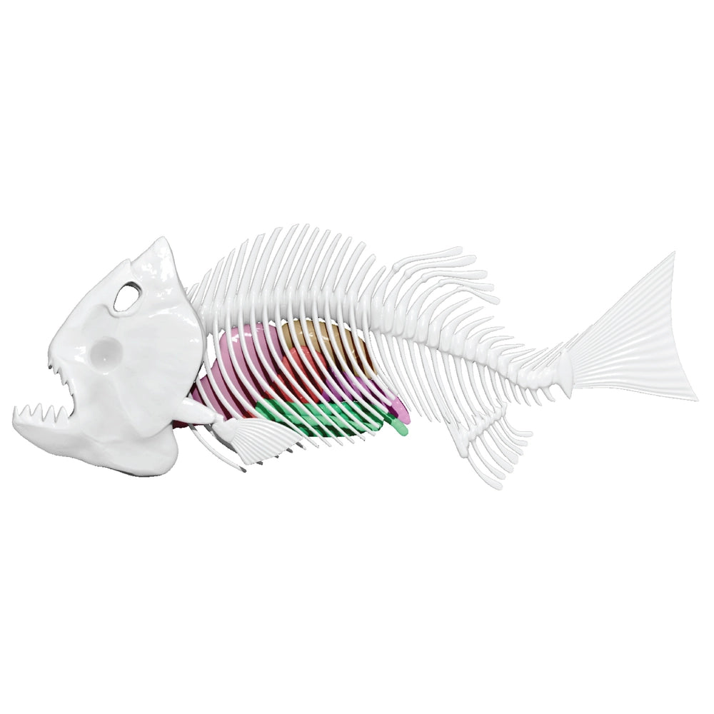 Dissect-It Anatomy Kit Mega Lab Rattlesnake And Piranha