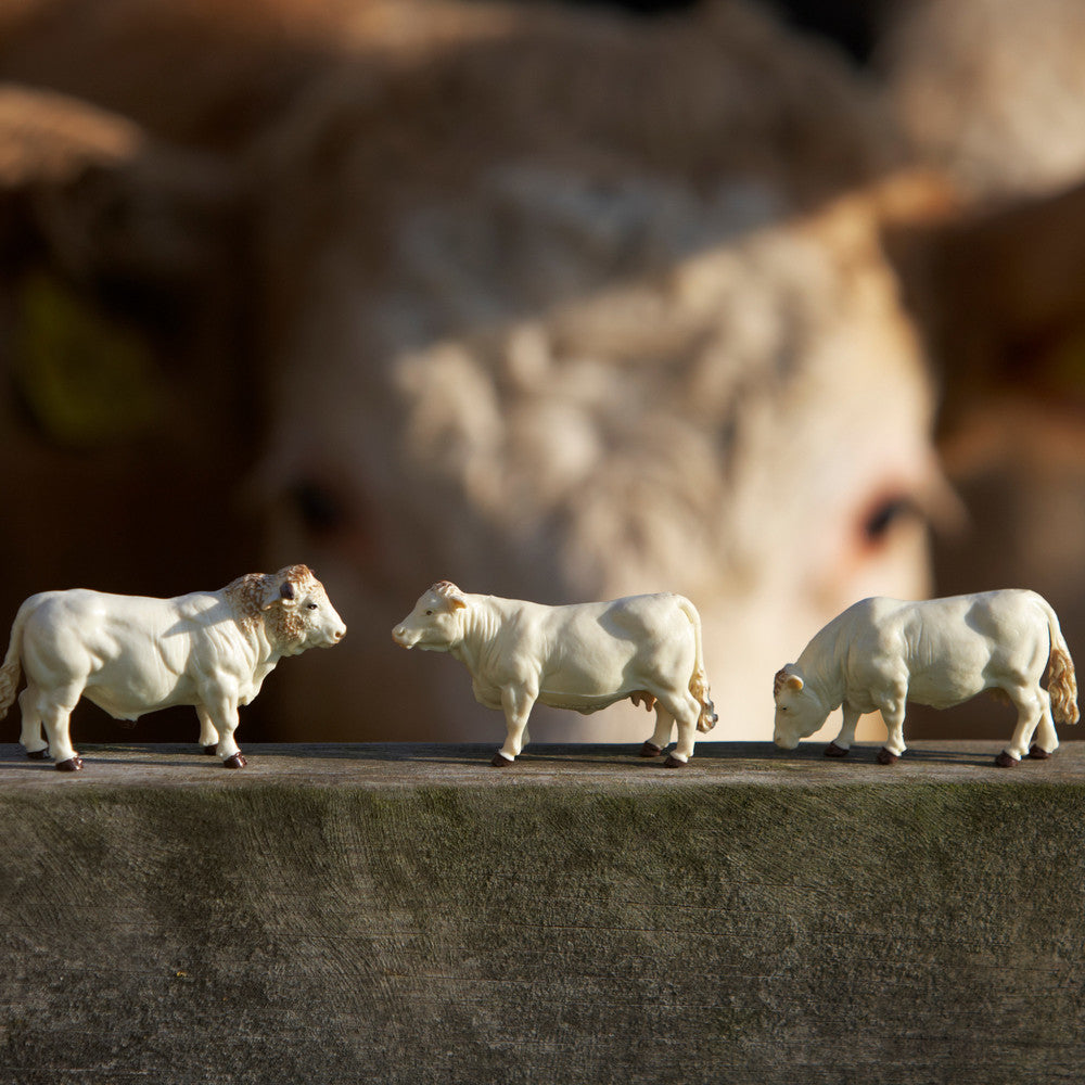 Britains Charolais Cows