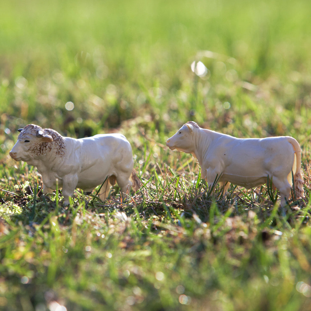 Britains Charolais Cows