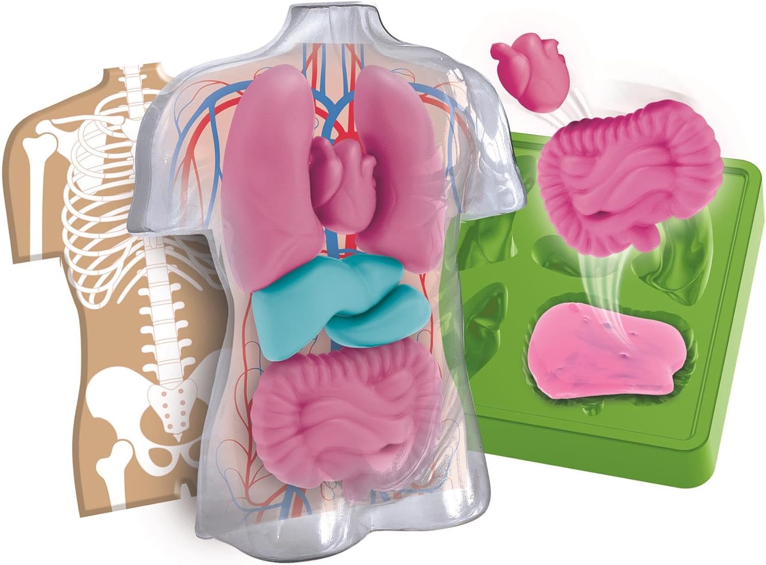 Clementoni Squishy Anatomy