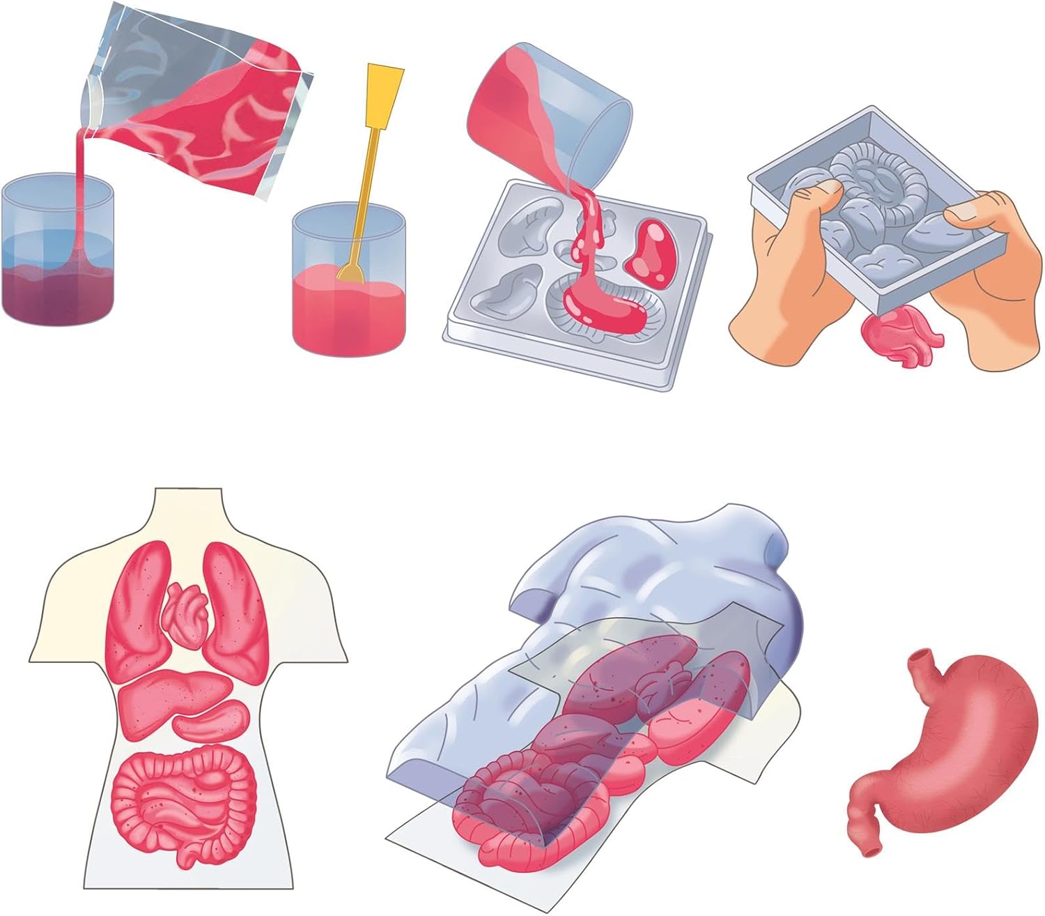 Clementoni Squishy Anatomy
